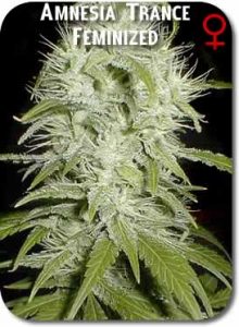 Amnesia Trance Feminized