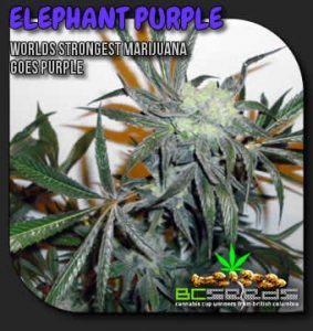 purple elephant strain