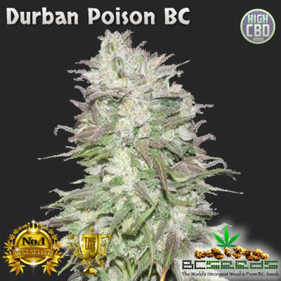 Durban Poison Strain – Things to Know as a Grower - www.royalseedbank.com