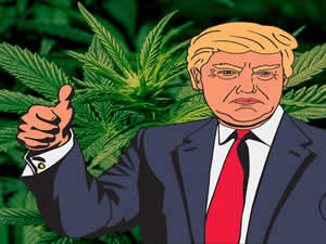 President Donald Trump Cannabis Policy And Medical Marijuana Policies