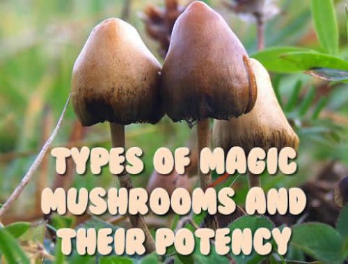 BC Seeds | Types Of Magic Mushrooms And Their Potency