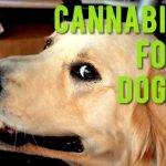 Cannabis For Dogs