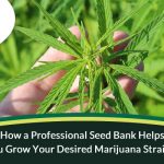 How a Professional Seed Bank Helps You Grow Your Desired Marijuana Strains?