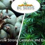 6 Ways to Grow Strong Cannabis and Escalate Yield