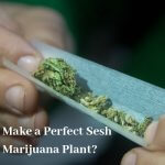 How Can You Make a Perfect Sesh from Your Marijuana Plant?