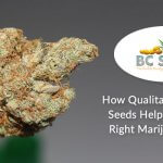 How Qualitative Cannabis Seeds Help You Get the Right Marijuana Strain