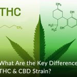 What Are the Key Differences of THC & CBD Strain?