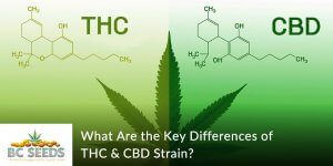 What Are the Key Differences of THC & CBD Strain? - BC Seeds