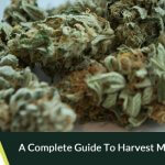 A complete guide to harvest marijuana seeds