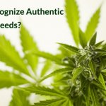 How To Recognize Authentic Marijuana Seeds?