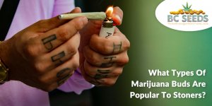 What Types of Marijuana Buds Are Popular to Stoners