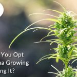 Why Should You Opt for Marijuana Growing Instead Buying it