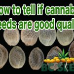 How to tell if cannabis seeds are good quality