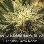 3 Steps to Establishing An Effective Cannabis Grow Room