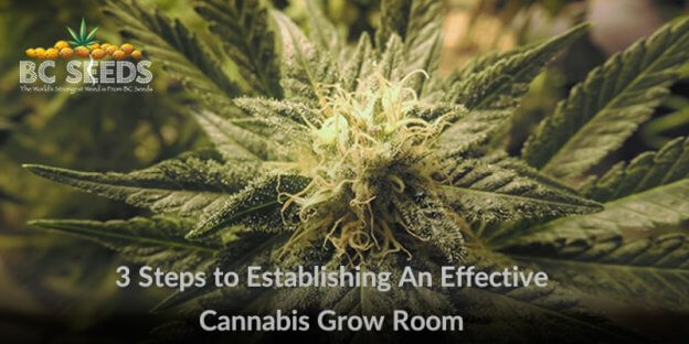 3 Steps To Establishing An Effective Cannabis Grow Room