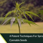 4 Potent Techniques for Sprouting Cannabis Seeds