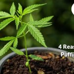 4 Reasons To Stop Puffing Synthetic Marijuana