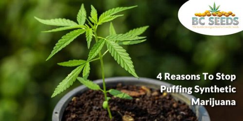 4 Reasons To Stop Puffing Synthetic Marijuana - BC Seeds