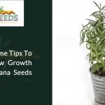 5 Awesome Tips To Avoid Slow Growth Of Marijuana Seeds