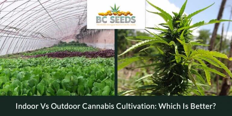 Indoor Vs Outdoor Cannabis Cultivation: Which Is Better? - BC Seeds