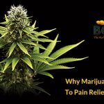 Why Marijuana Is The Key To Pain Relief For Seniors?