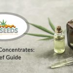 Cannabis Concentrates A Brief Guide