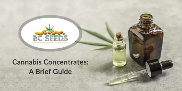 Cannabis Concentrates: A Brief Guide - BC Seeds