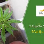 5 Tips to Grow a Better Marijuana Plant