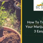 How To Trim & Crush Your Marijuana Plant In 3 Easy Steps