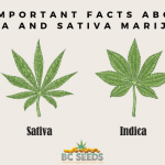 5 Important Facts About Indica And Sativa Marijuana