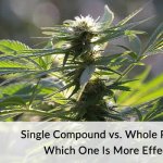 Single Compound vs. Whole Plant CBD Which One Is More Effective