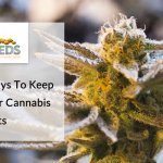 6 Effective Ways To Keep Pests Off Your Cannabis Plants