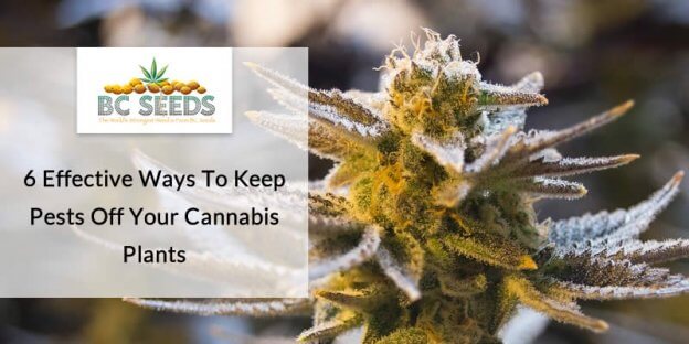 6 Effective Ways To Keep Pests Off Your Cannabis Plants - BC Seeds