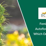 Feminized And Autoflowering Seeds Which One Is Prefered