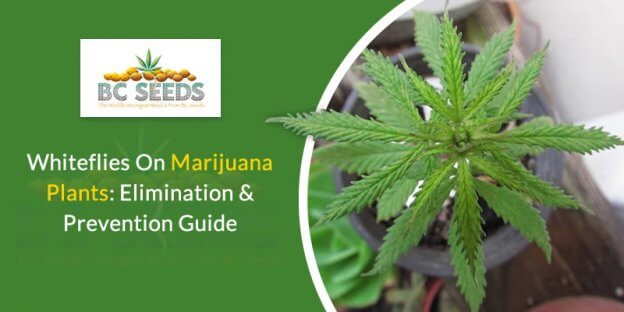 Whiteflies On Marijuana Plants: Elimination & Prevention Guide - BC Seeds