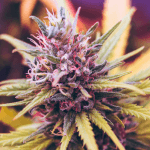 Flowering Strains