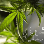 Cannabinoids and Their Properties