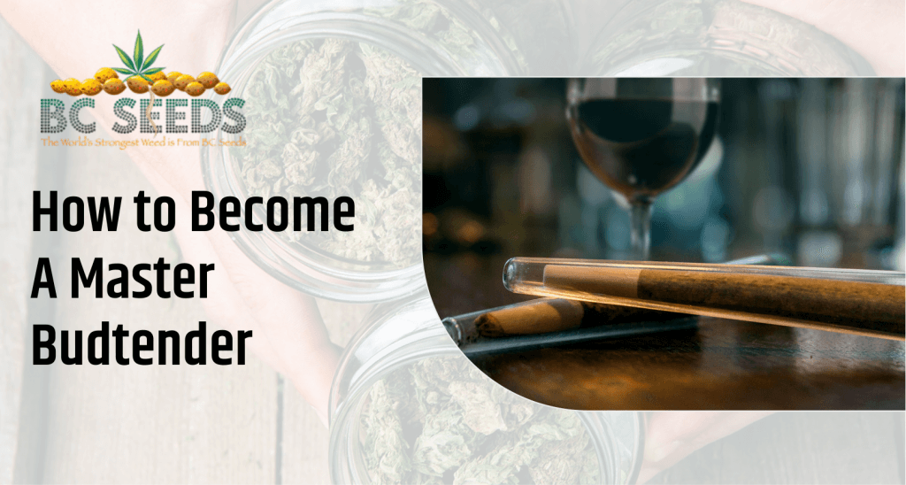 How To Become A Master Budtender - BC Seeds