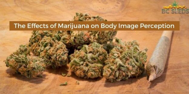 The Effects of Marijuana on Body Image Perception - BC Seeds