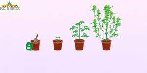 Weed Plant Stages