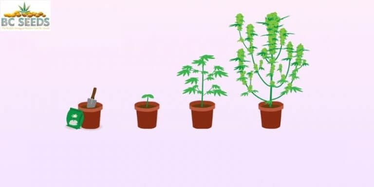 Weed Plant Stages & Growing Life Cycle Explained - BC Seeds