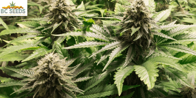 7 Things to Know About Auto-flowering Seeds - BC Seeds