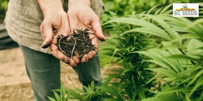 Essential Nutrients For Growing Cannabis - BC Seeds