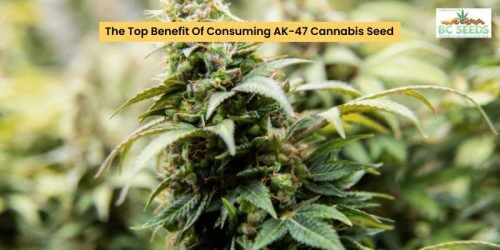 The Top Benefit Of Consuming AK-47 Cannabis Seed - BC Seeds