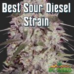 Best Sour Diesel Strain