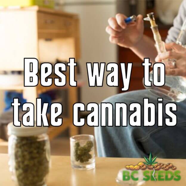 Best way to take cannabis - BC Seeds