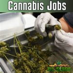 Cannabis Jobs