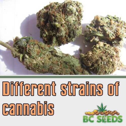 Different strains of cannabis - BC Seeds