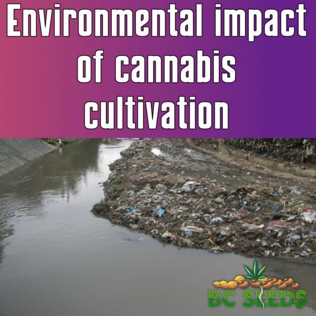 Environmental Impact Of Cannabis Cultivation Bc Seeds