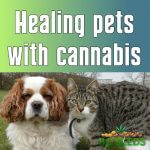 Healing pets with cannabis